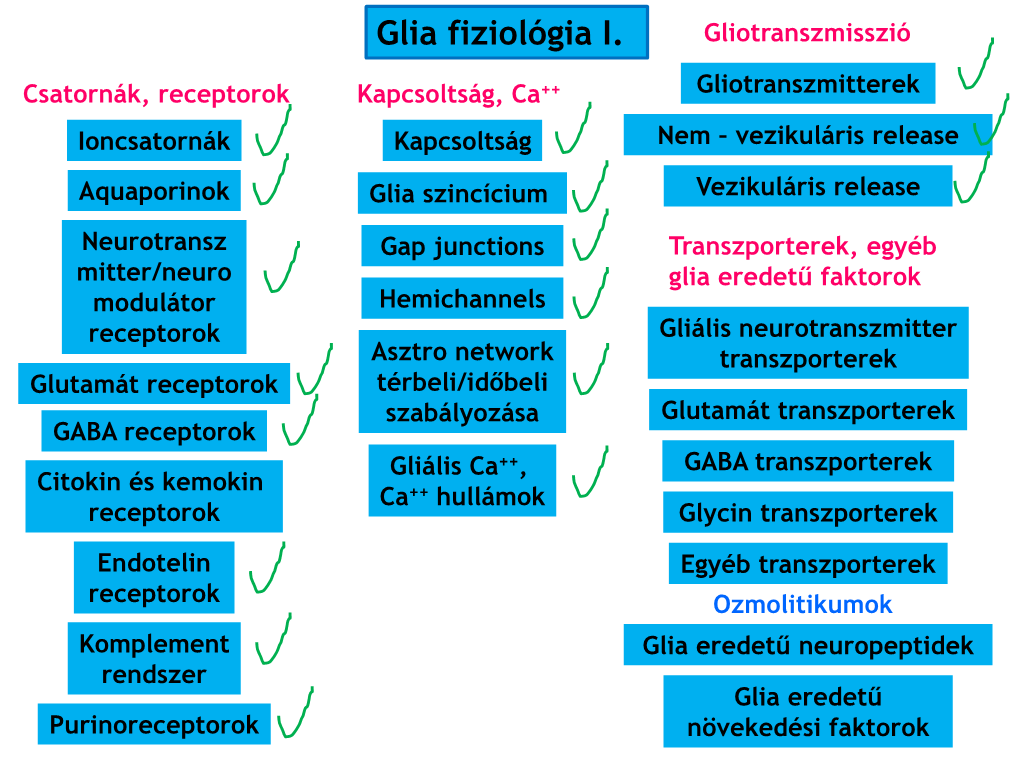 Glia Fiziológia I. Gliotranszmisszió