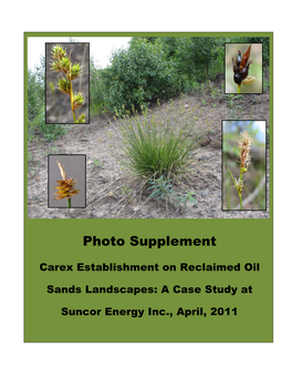 Carex Establishment on Reclaimed Oil Sands Landscapes: a Case Study at Suncor Energy Inc