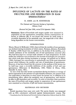 Influence of Lactate on the Rates of Fructolysis and Respiration in Ram Spermatozoa