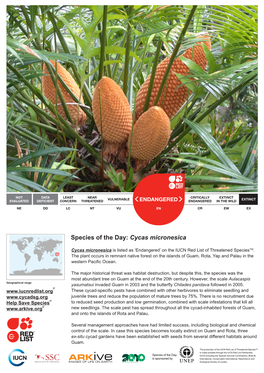 Species of the Day: Cycas Micronesica