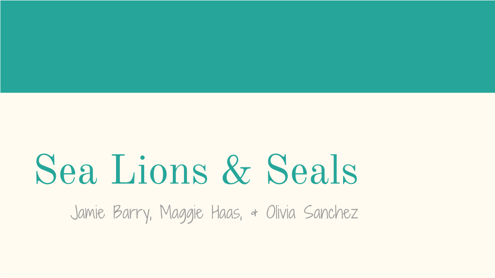 Sea Lions & Seals