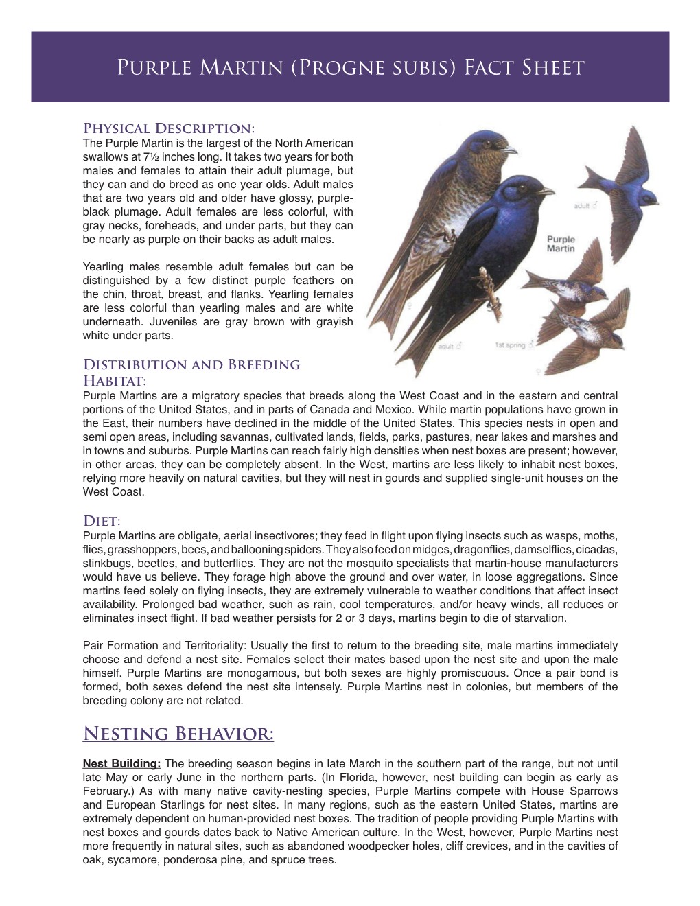 Purple Martin (Progne Subis) Fact Sheet