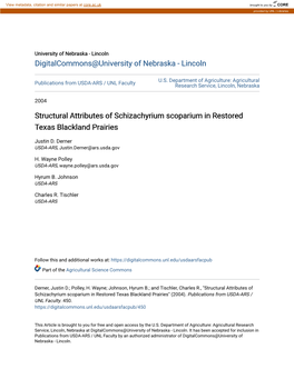 Structural Attributes of Schizachyrium Scoparium in Restored Texas Blackland Prairies