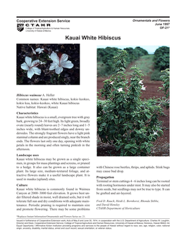 Kauai White Hibiscus