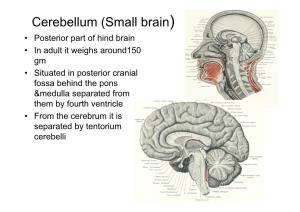 Cerebellum(Small Brain)