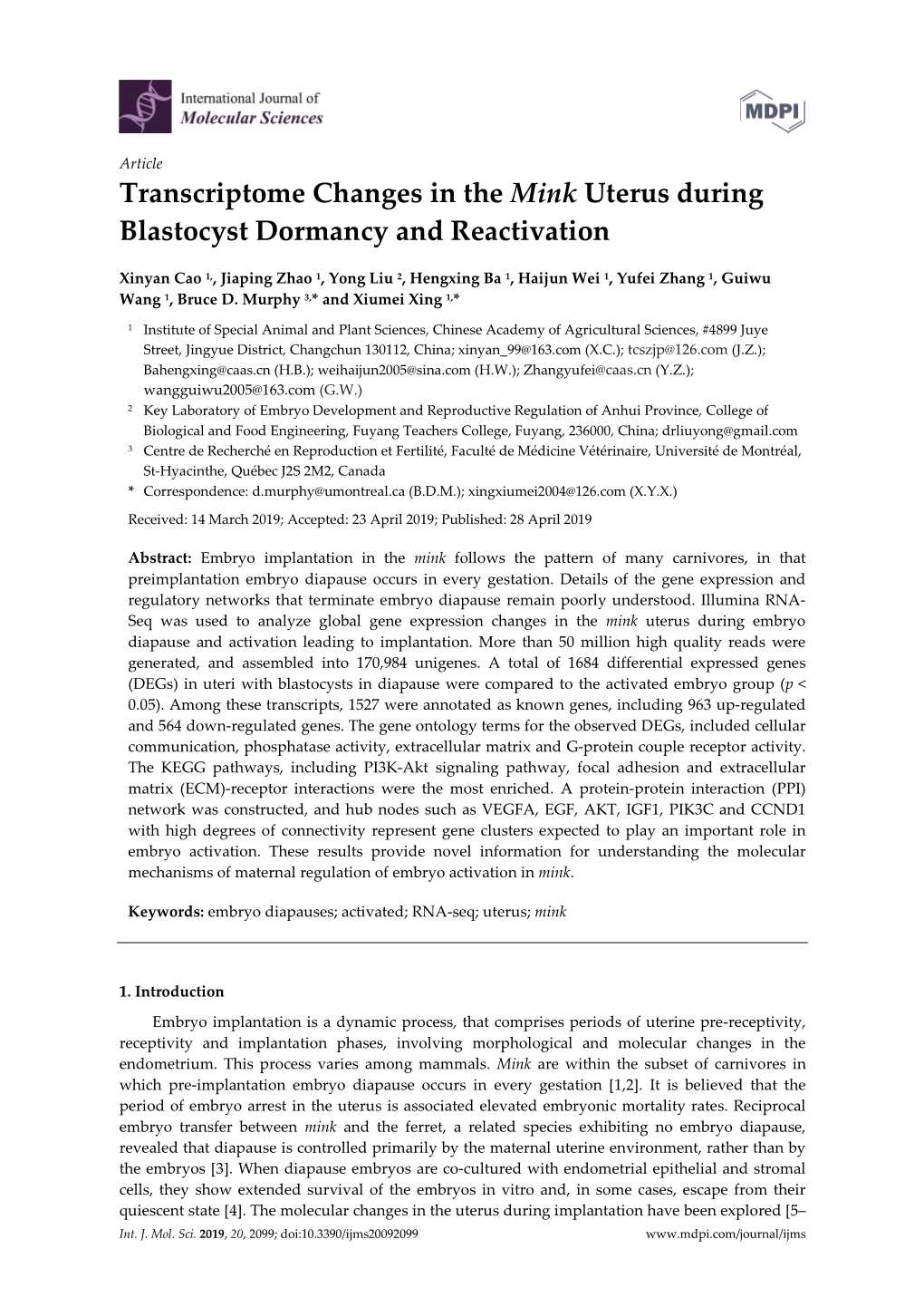 Transcriptome Changes in the Mink Uterus During Blastocyst Dormancy and Reactivation