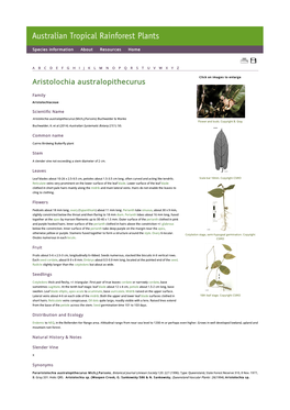 Aristolochia Australopithecurus Click on Images to Enlarge