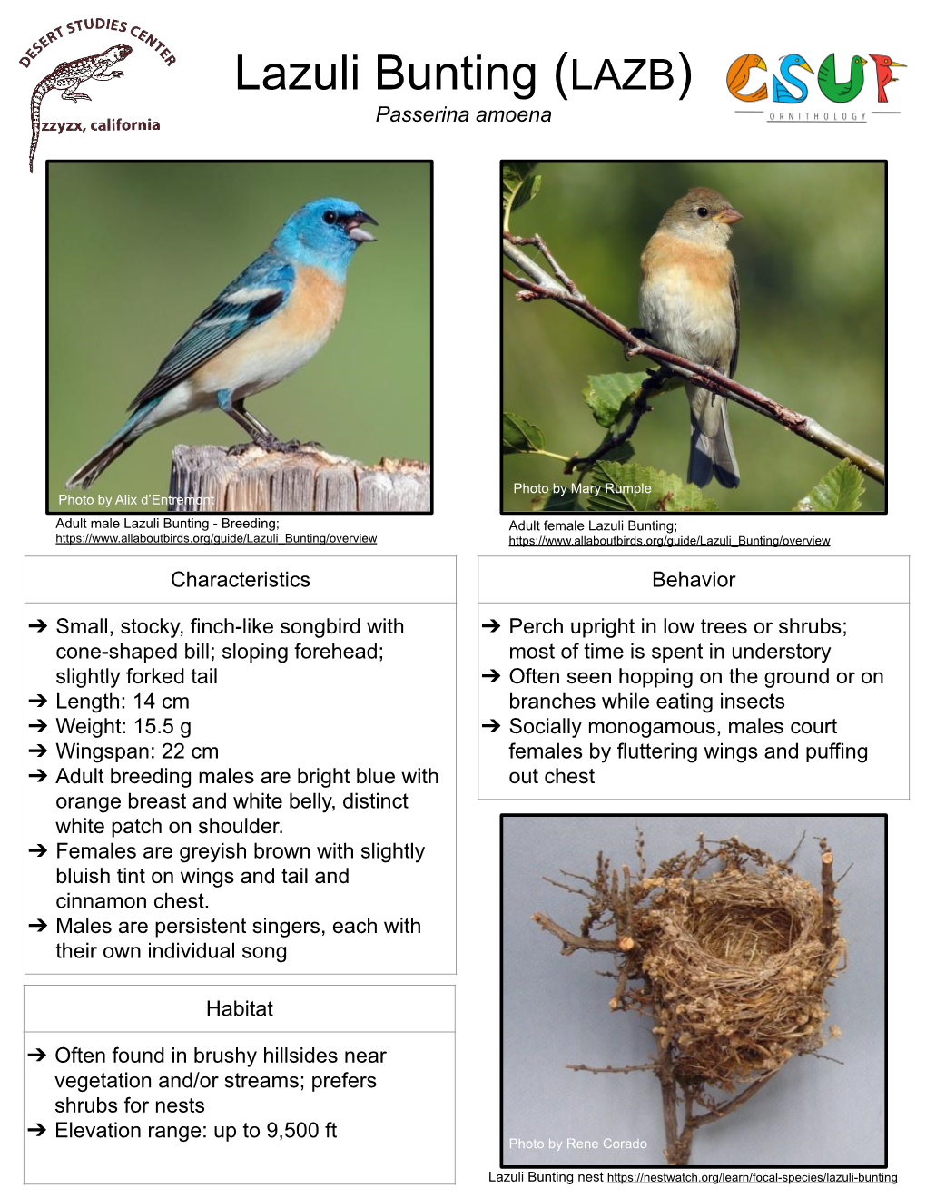 Lazuli Bunting (LAZB) Passerina Amoena