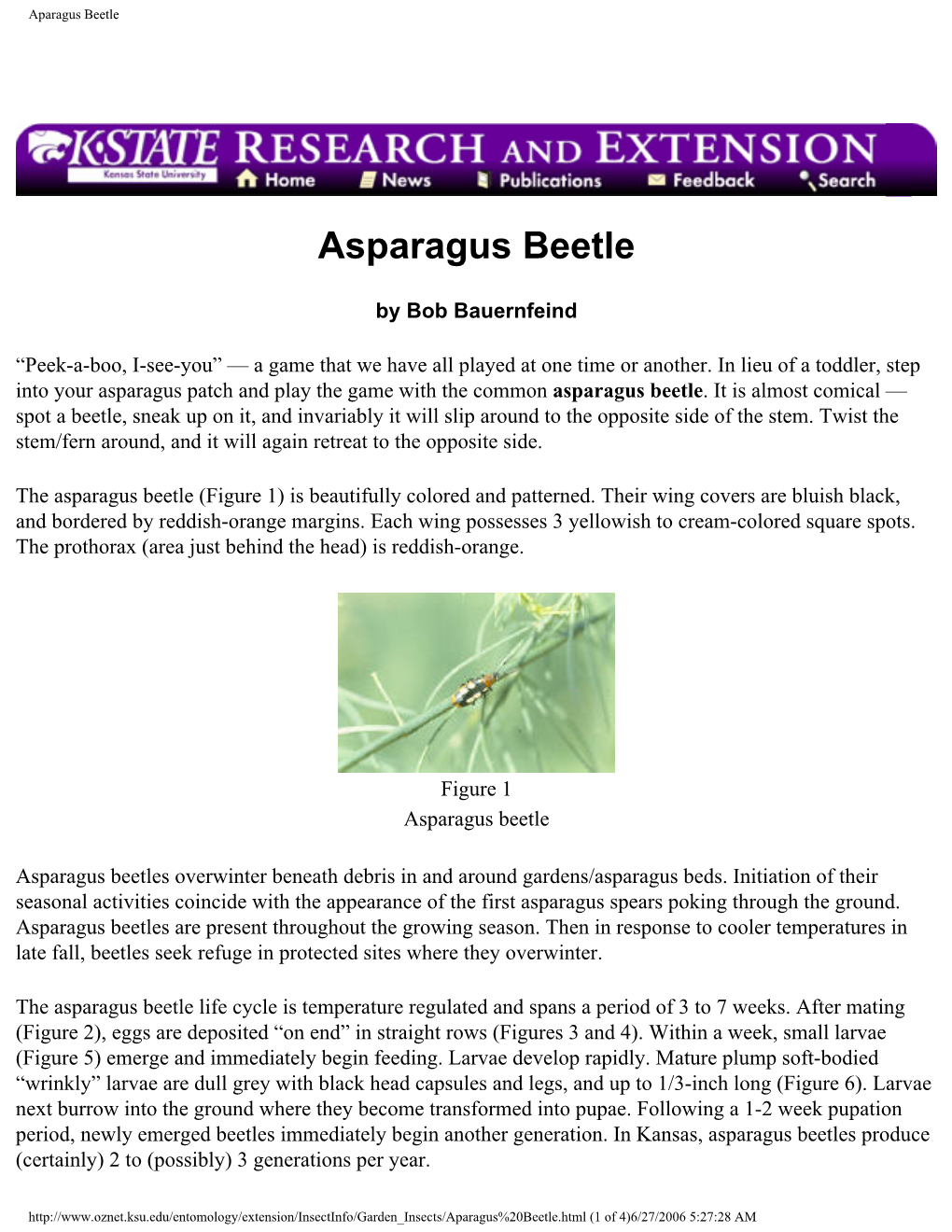 Asparagus Beetle