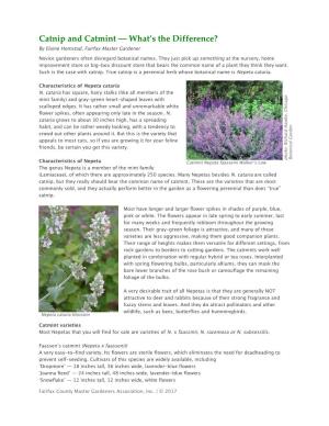 Catnip and Catmint — What’S the Difference? by Elaine Homstad, Fairfax Master Gardener