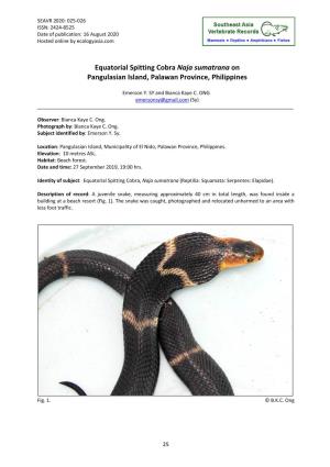 Equatorial Spitting Cobra Naja Sumatrana on Pangulasian Island, Palawan Province, Philippines