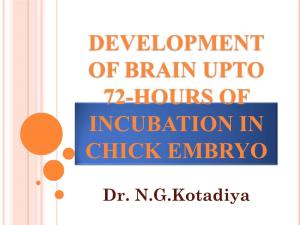 Development of Brain Upto 72-Hours of Incubation in Chick Embryo