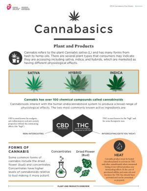 Cannabasics – Plant and Products