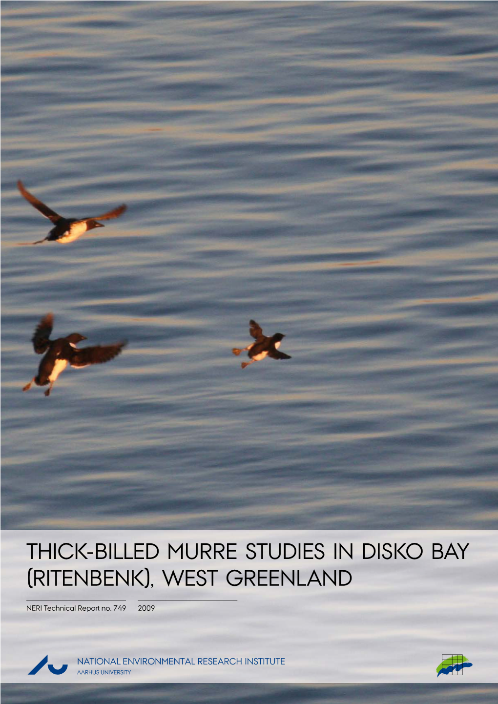 Thick-Billed Murre Studies in Disko Bay (Ritenbenk), West Greenland