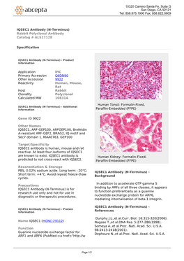 IQSEC1 Antibody (N-Terminus) Rabbit Polyclonal Antibody Catalog # ALS17128