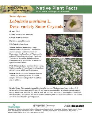 Sweet Alyssum Lobularia Maritima L