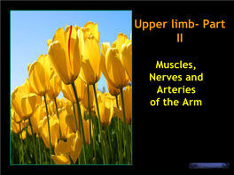 Upper Limb- Part II