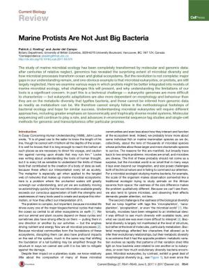 Marine Protists Are Not Just Big Bacteria