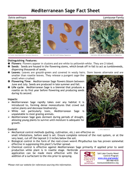 Mediterranean Sage Fact Sheet