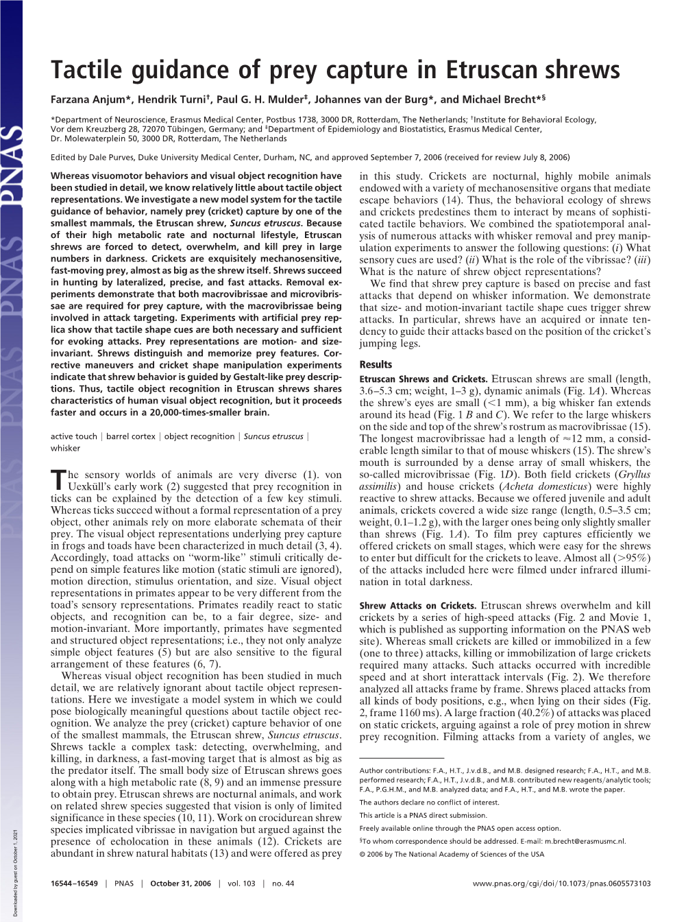 Tactile Guidance of Prey Capture in Etruscan Shrews