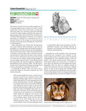 Eastern Screech-Owl Megascops Asio