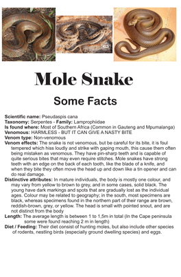 Mole Snake Some Facts