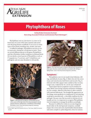 Phytophthora of Roses
