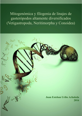 Mitogenómica Y Filogenia De Linajes De Gasterópodos Altamente Diversificados (Vetigastropoda, Neritimorpha Y Conoidea)