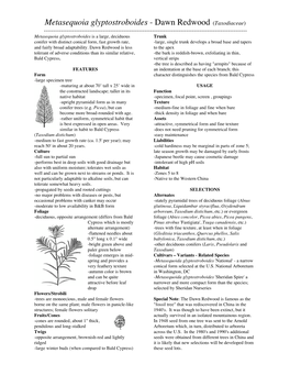 Metasequoia Glyptostroboides