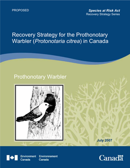 Prothonotary Warbler (Protonotaria Citrea) in Canada