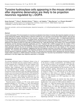 Tyrosine Hydroxylase Cells Appearing in the Mouse Striatum After Dopamine Denervation Are Likely to Be Projection Neurones Regulated by L-DOPA