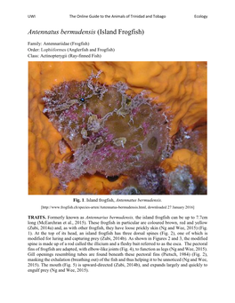 Antennatus Bermudensis (Island Frogfish)