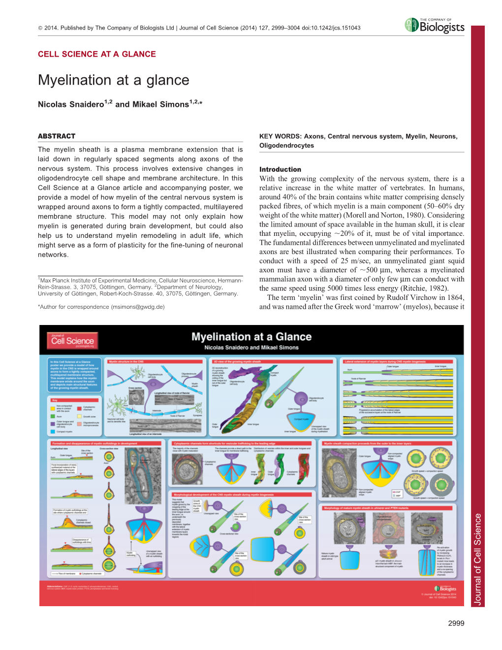 Myelination at a Glance