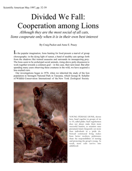 Divided We Fall: Cooperation Among Lions Although They Are the Most Social of All Cats, Lions Cooperate Only When It Is in Their Own Best Interest