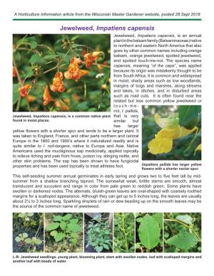 Jewelweed, Impatiens Capensis