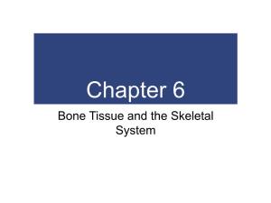 Chapter 6 Bone Tissue and the Skeletal System an Introduction to the Skeletal System