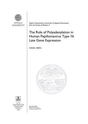 The Role of Polyadenylation in Human Papillomavirus Type 16 Late Gene Expression