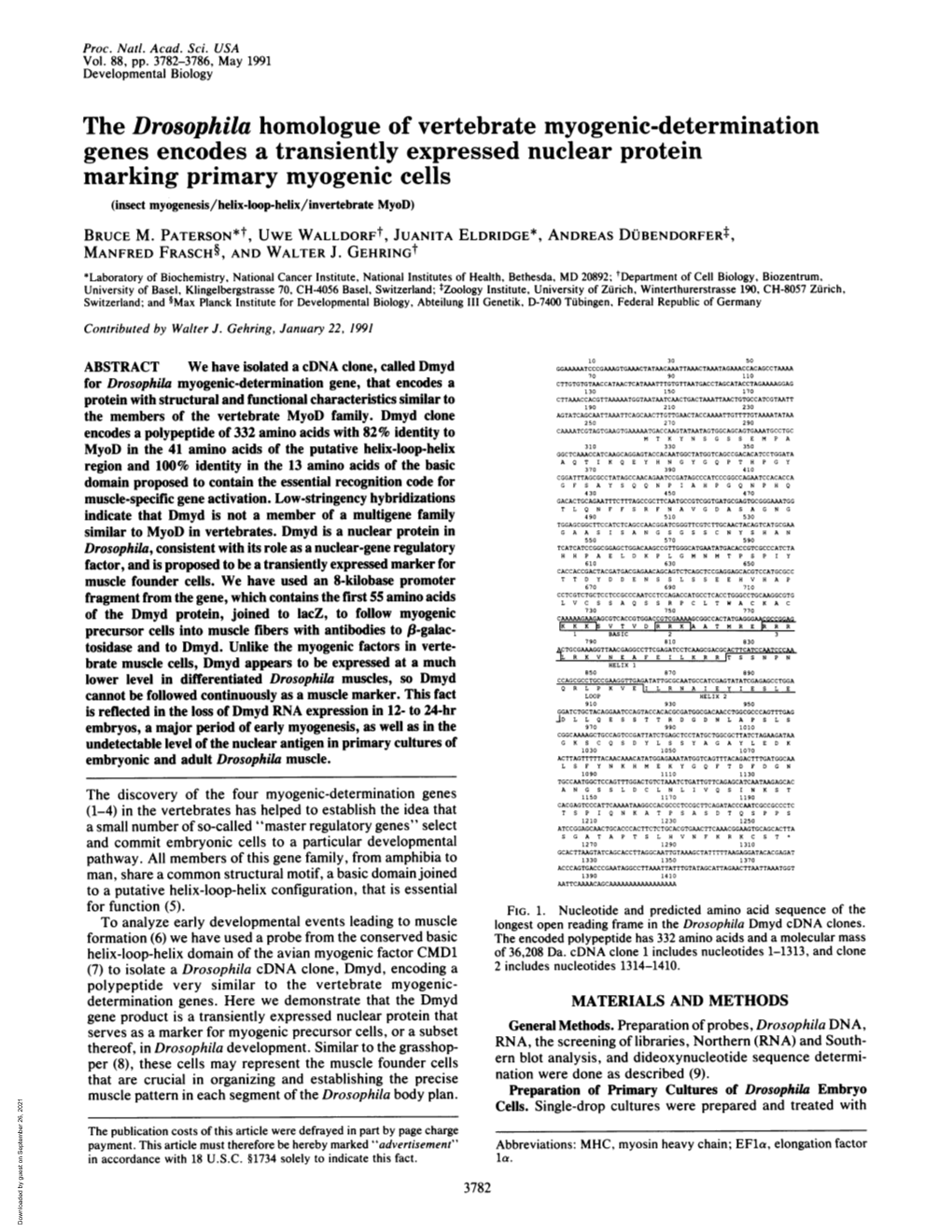 The Drosophila Homologue of Vertebrate Myogenic-Determination