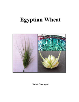 Egyptian Wheat