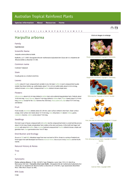 Harpullia Arborea Click on Images to Enlarge