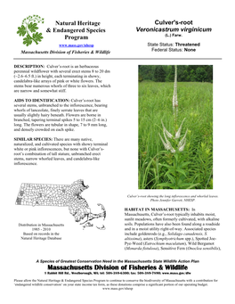 Culver's-Root & Endangered Species Veronicastrum Virginicum (L.) Farw