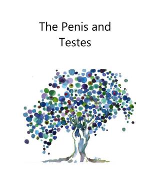 Shore Centre: Penis and Testes