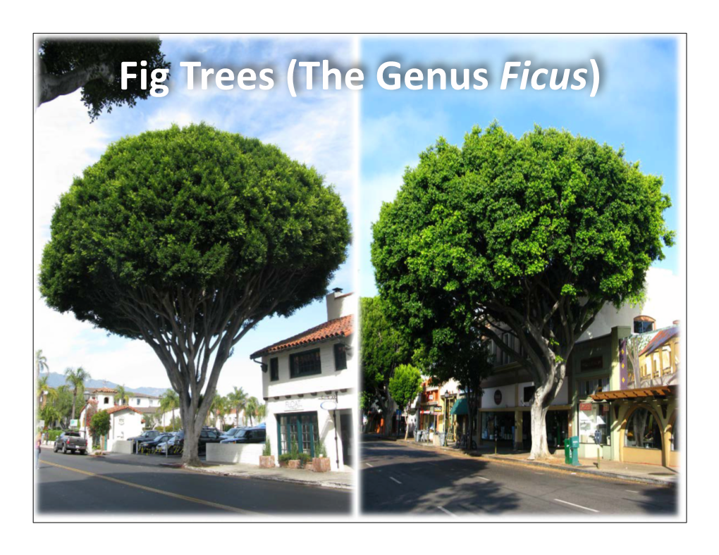 Ficus Lecture