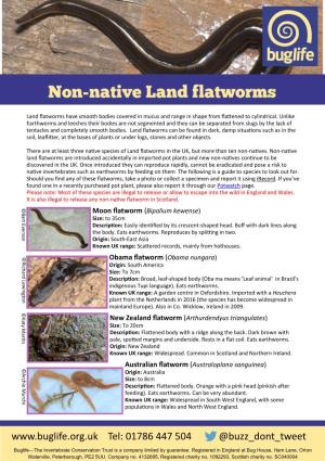 Other Land Flatworms in the UK