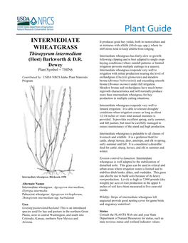 Plant Guide for Intermediate Wheatgrass (Thinopyrum Vigorous Seedlings, Rapidly Developing Rhizomes, Intermedium)