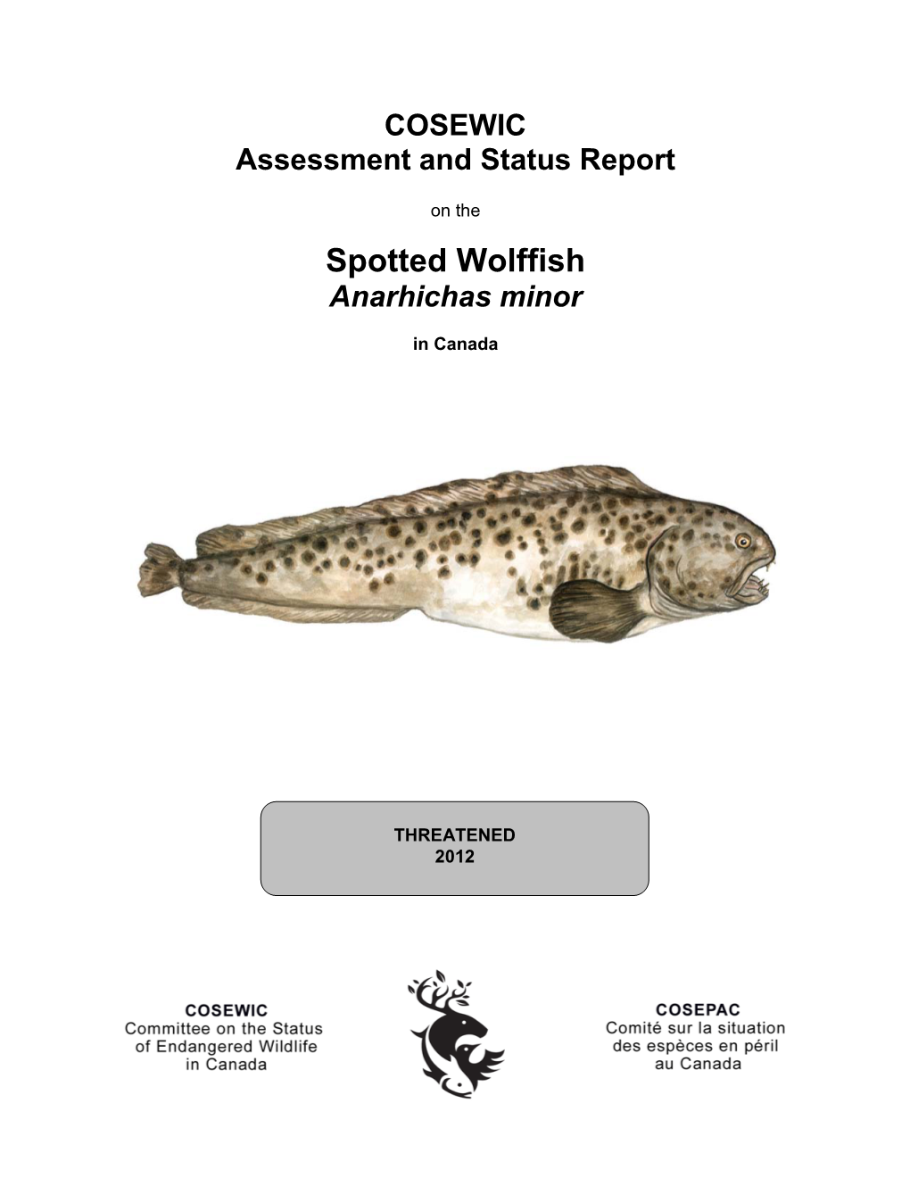 Spotted Wolffish,Anarhichas Minor