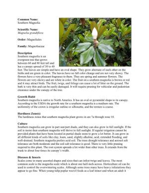 Southern Magnolia Scientific Name: Magnolia Grandiflora Order