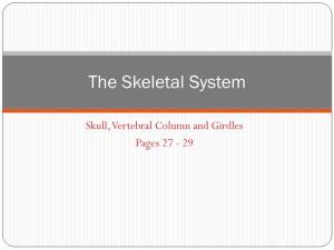The Skull and Vertebral Column