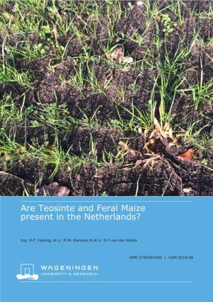Are Teosinte and Feral Maize Present in the Netherlands?