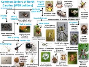 Common Spiders of North Carolina